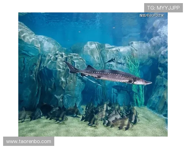 掌握博鱼官网登录入口的全部技巧让您的游戏体验更加顺畅 掌握博鱼官网登录入口的全部技巧让您的游戏体验更加顺畅